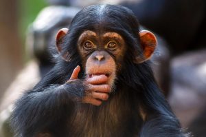 روانشناسان: شامپانزه‌ها می‌توانند مانند انسان‌ها منطقی فکر کنند!