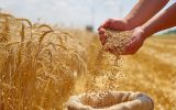 گندم خودبارور جدید، می‌تواند کشاورزی را متحول کند!