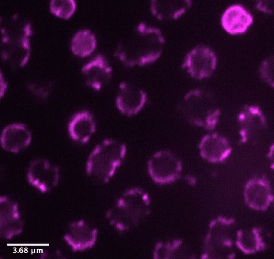 دانشمندان موجودی را کشف کردند که "قانون طلایی زیستشناسی" را زیر پا میگذارد!