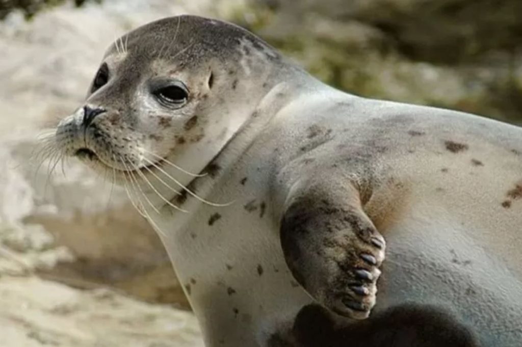 فوک‌های هاوایی یک زبان زیرآبی پنهانی دارند!