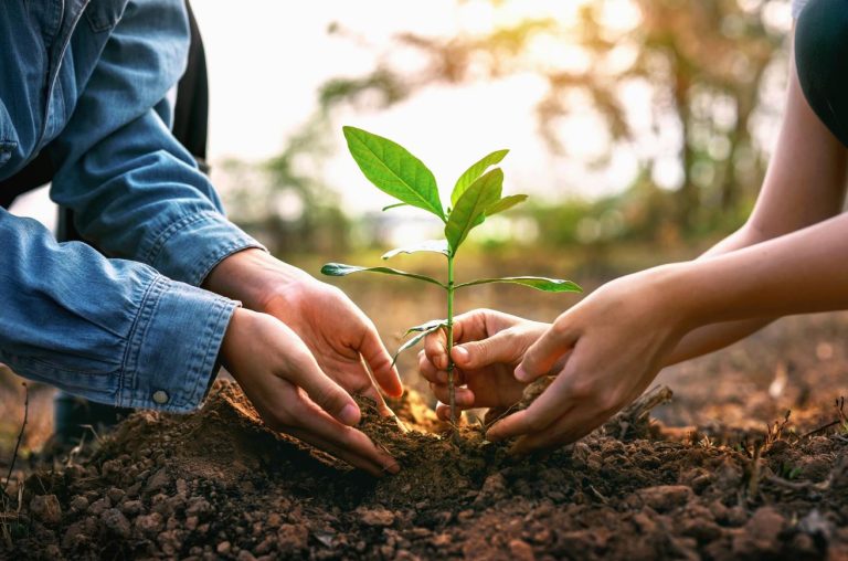 یافته‌های یک مطالعه جدید: کاشت درخت همیشه برای پرندگان سودمند نیست!