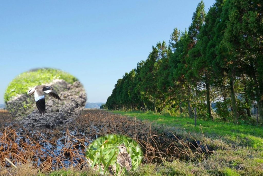 یافته‌های یک مطالعه جدید: کاشت درخت همیشه برای پرندگان سودمند نیست!