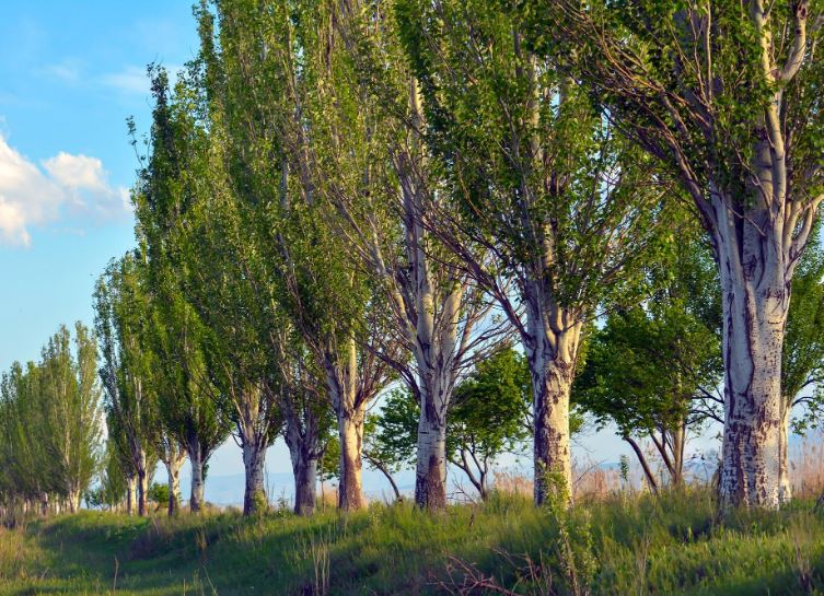 اروساینس: کشف ساختار ماهیچه‌ای پنهان در درختان برای اصلاح وضعیت ساقه!