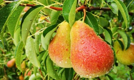 کدام بیماری درخت گلابی خطرناک است؟