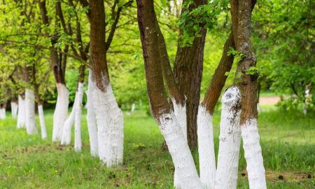 چرا بعضی از مردم درختان را به رنگ سفید، رنگ می‌کنند؟
