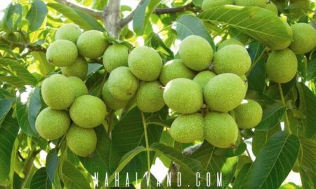 بهترین نهال های گردو برکت را به باغ تجاری شما می آورند