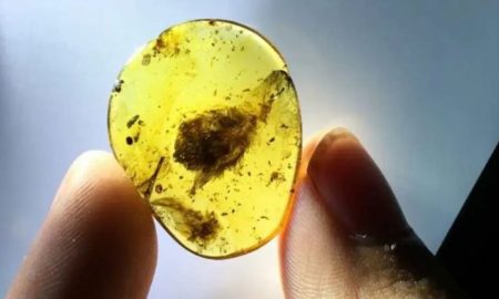 کهربای باستانی و راز جان سال به در بردن پرندگان از انقراض دسته جمعی