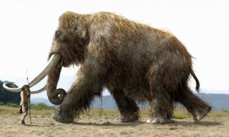 محققان دانشکده پزشکی هاروارد برای آزمایش و احیاء ماموت پشمالو، 15 میلیون دلار دریافت می‌کنند، اما چرا؟!