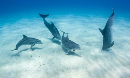 توانایی خارق العاده و جدید دلفین ها کشف شد!