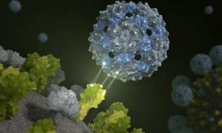 ویروس‌ها یاد می‌گیرند که همکاری کنند؛ کشفی که درمان با فاژها را متحول می‌کند!