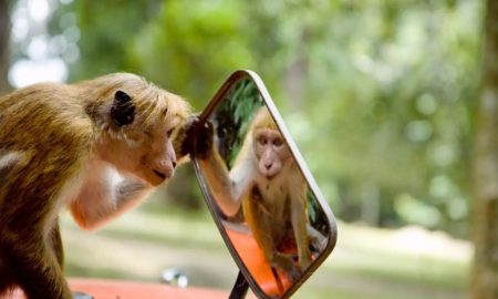 آیا حیوانات مانند ما فکر و احساس می‌کنند؟!