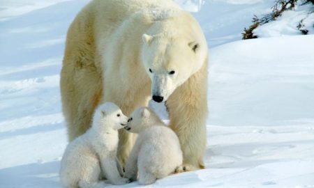 خرس قطبی چگونه در برابر انجماد قطب شمال مقاومت می‌کند؟