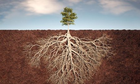 کشف سیستم ریشه دوم پنهان گیاهان: متحدی جدید در مبارزه با تغییرات اقلیمی!