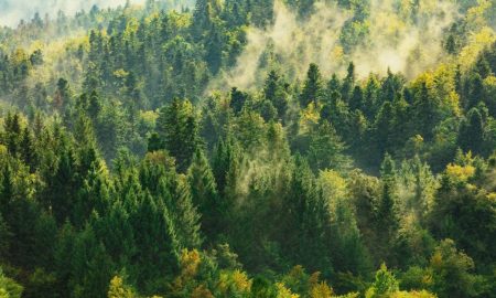 گیاهان می‌توانند هوا را به طرزی شگفت‌انگیز آلوده کنند!