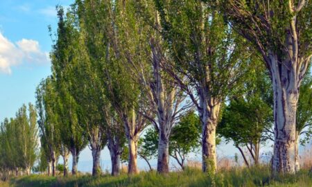 اروساینس: کشف ساختار ماهیچه‌ای پنهان در درختان برای اصلاح وضعیت ساقه!