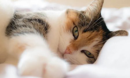 چرا گربه‌ها بیشتر اوقات روی سمت چپ خود می‌خوابند؟!