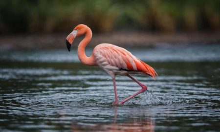 راز کند شدن پیری در بال‌های فلامینگوها!