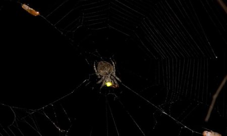 عنکبوت‌ها برای ساخت تله‌های مرگبار، از نور کرم‌های شب‌تاب سوء استفاده می‌کنند!