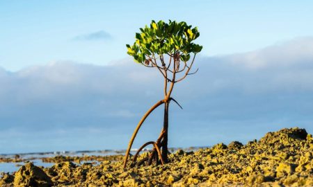 زندگی در انزوا حرکت نمی‌کند؛ مطالعه جدید نظریه ده‌ها ساله گیاه‌شناسی را باطل کرد!