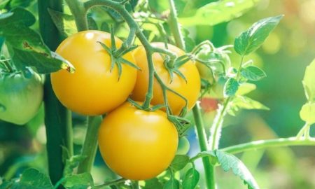 چرا برخی گوجه‌فرنگی‌ها زرد هستند؟!