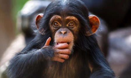 روانشناسان: شامپانزه‌ها می‌توانند مانند انسان‌ها منطقی فکر کنند!