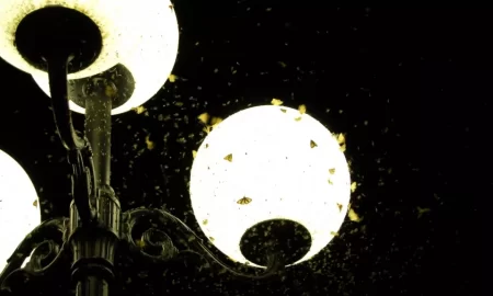 چرا حشرات جذب نور مصنوعی می‌شوند؟