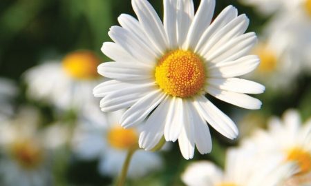 بازماندگان واقعی طبیعت: گیاهانی که از فاجعه انقراض دایناسور‌ها جان سالم به در بردند!