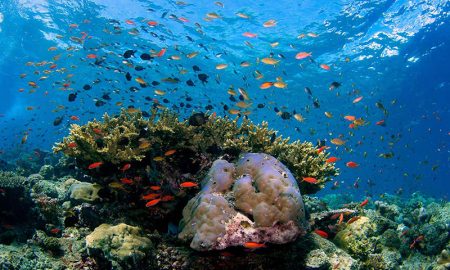 مروری بر 1 قرن گذشته؛ چه عواملی تنوع زیستی دریاچه ها را تهدید میکند؟