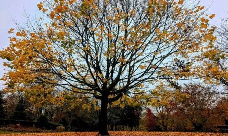 7 نکته کاربردی برای عکاسی حرفه‌ای با گوشی در پاییز