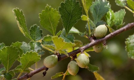 یک دانه ۱,۰۰۰ ساله که قرن‌ها در خاک دفن شده بود، به زندگی بازگشته است.