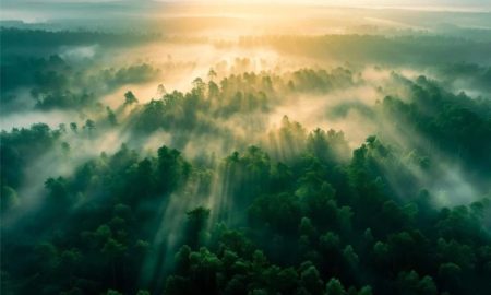 گیاهان از آنچه فکر میکردیم بیشتر CO2 جذب میکنند!