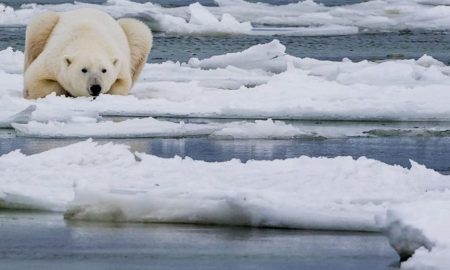 اقیانوس منجمد شمالی ممکن است تا سال 2027 اولین روز بدون یخ خود را تجربه کند!