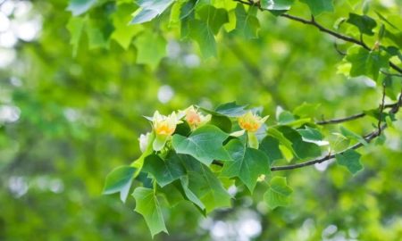 کشف نوع جدیدی از چوب که دی‌اکسید کربن بیشتری را جذب می‌کند!