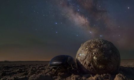 روش ناوبری سوسک سرگین، الهام‌بخش یک حسگر جدید برای هواپیماهای بدون سرنشین شد!