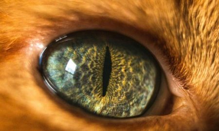 تیزتر و هوشمندتر؛ "چشمان رباتیک گربه‌ای" در اختیار پهپادها!