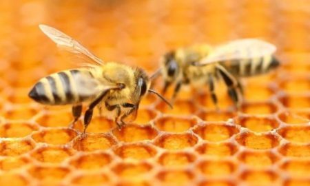 مطالعه‌ای جدید وجود چیزی بیش از شیرینی را در عسل آشکار می‌کند!
