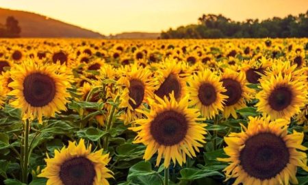 دانشمندان معمای قدیمی تکان خوردن گیاهان را حل کردند!