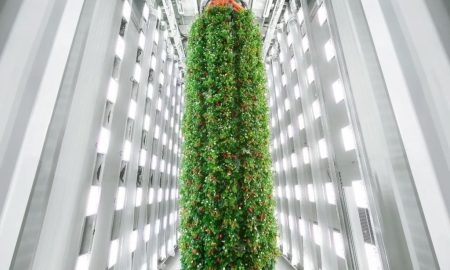 اولین مزرعه عمودی سرپوشیده در جهان، ۴ میلیون پوند میوه در سال تولید می‌کند!